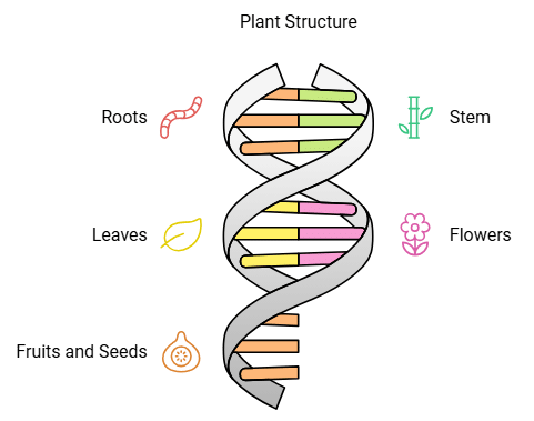 पौधों का वर्गीकरण बाहरी विशेषताओं के आधार पर
