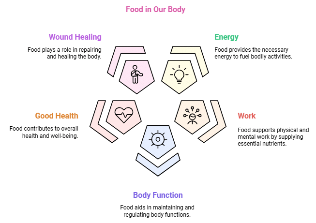 NCERT Summary: Food - Where does it come from | Science for Grade 6