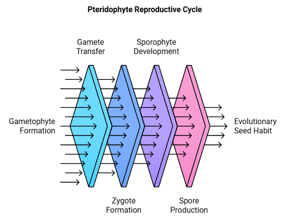 Pteridophytes | Biology Class 11 - NEET