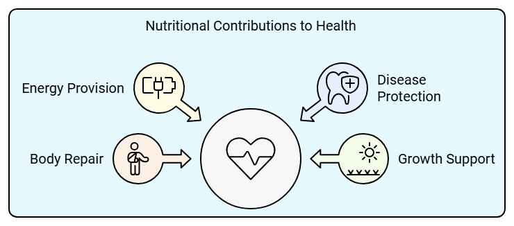 Food - Our Basic Need Class 4 Notes Science