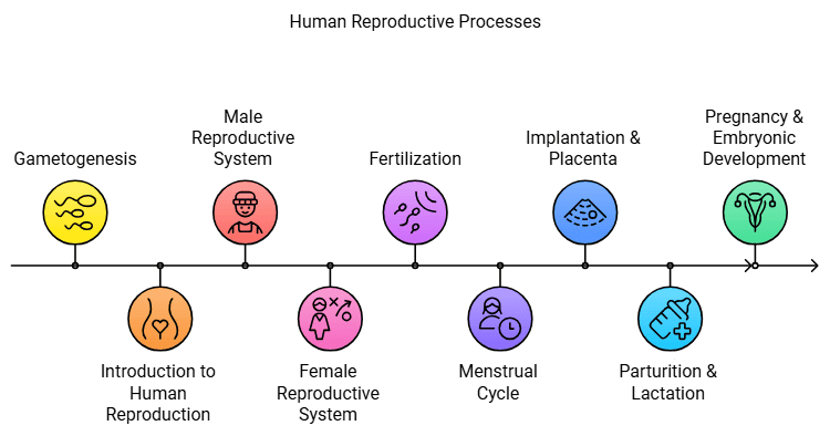 How to Master Human Reproduction for NEET? | Biology Class 12