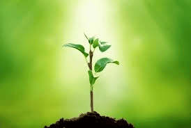 NCERT Summary: Getting to Know Plants | Science for Grade 6
