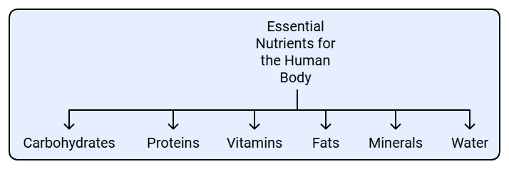 Learn at a Glance: Important Nutrients for the Body | Science Class 5