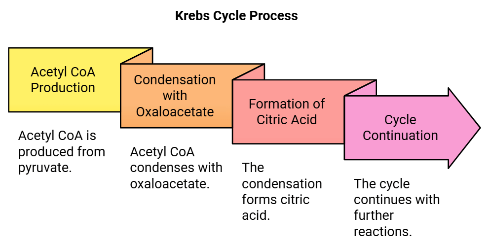 Krebs Cycle or Citric Acid Cycle: Steps, Products & Significance | Biology Class 11 - NEET