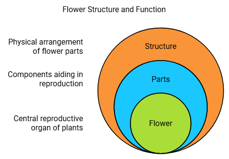 NCERT Summary: Getting to Know Plants | Science for Grade 6