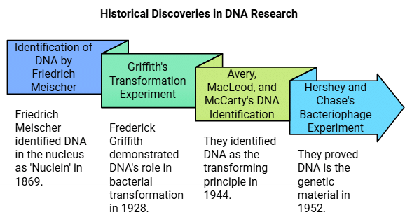 Molecular Basis of Inheritance Chapter Notes | Biology Class 12 - NEET
