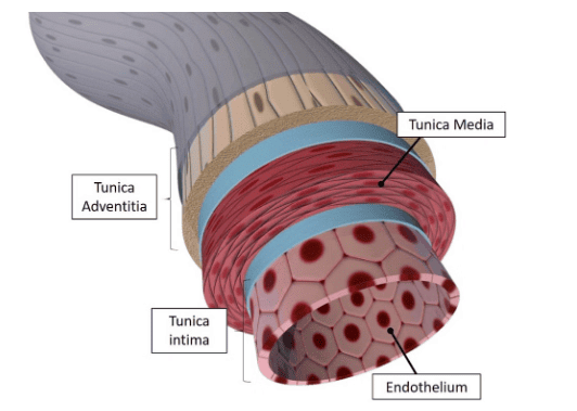 Layers of Arteries and Veins
