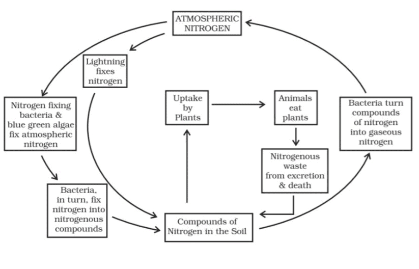 Unit Test (Solutions) : Microorganisms: Friend and Foe | Science Class 8