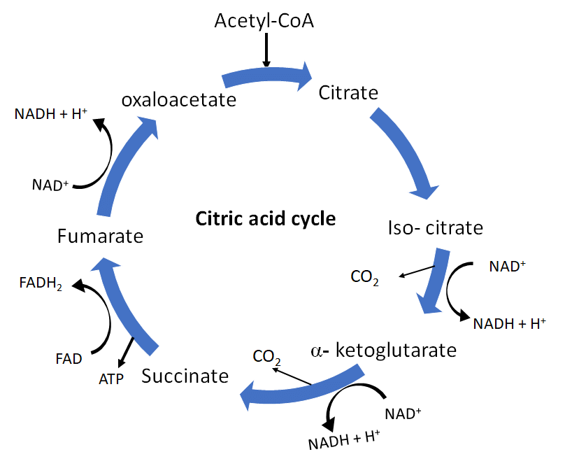 NEET Previous Year Questions (2016-2025): Respiration in Plants | Biology Class 11