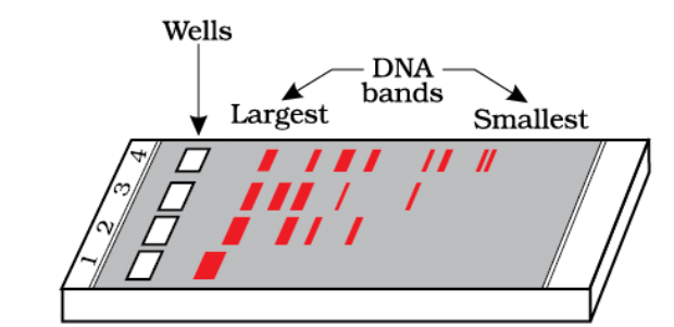 A typical agarose gel electrophoresis showing migration of undigested (lane 1) and digested set of DNA fragments (lane 2 to 4)