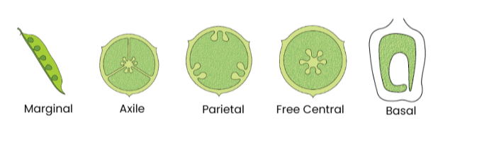Types of Placentation