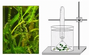 Photosynthesis: Early Experiments & Factors affecting | Biology Class 11 - NEET