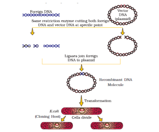 Diagrammatic representation of recombinant DNA technology
