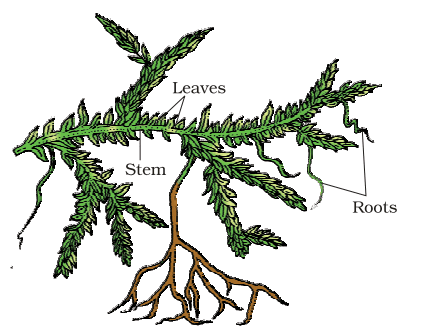 Selaginella