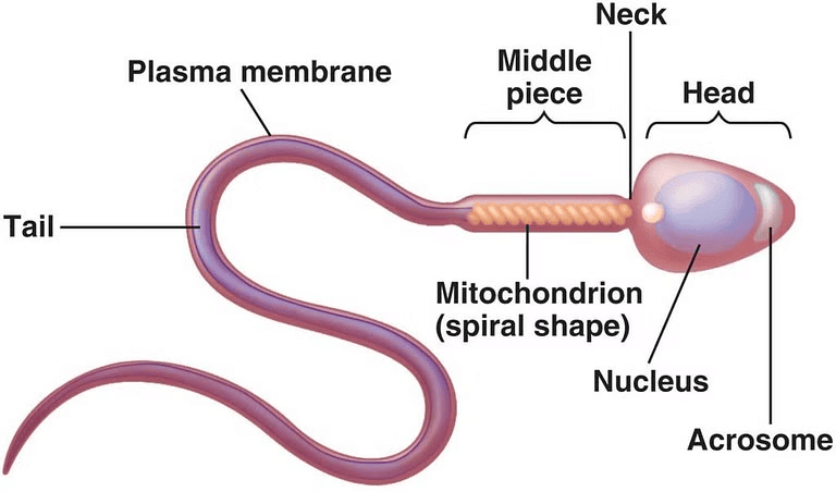 NCERT Exemplar: Human Reproduction | Biology Class 12 - NEET