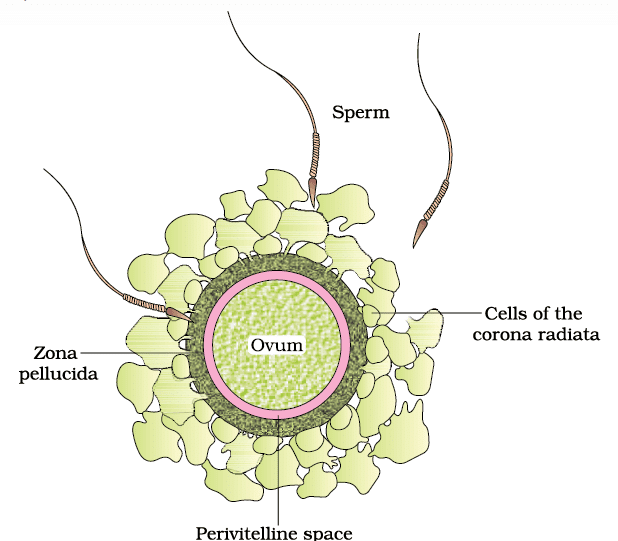Fertilization and Implantation | Biology Class 12 - NEET