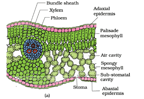 Anatomy of Flowering Plants Chapter Notes | Biology Class 11 - NEET