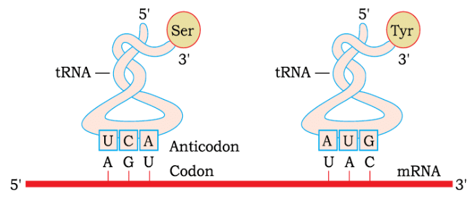 Transcription, Genetic Code & Translation | Biology Class 12 - NEET
