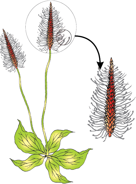 NEET Previous Year Questions (2016-2025): Sexual Reproduction in Flowering Plants | Biology Class 12