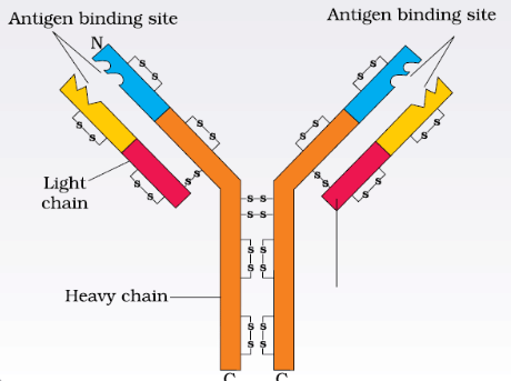 Human Health and Diseases Chapter Notes | Biology Class 12 - NEET