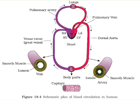 Schematic plan of blood circulation in human