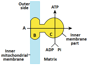 Respiration in Plants Chapter Notes | Biology Class 11 - NEET