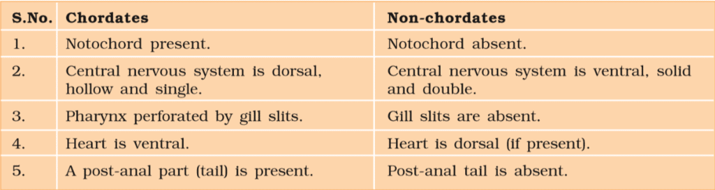 NCERT Notes: Animal Kingdom | NCERT Textbooks, Tests & Solutions - NEET