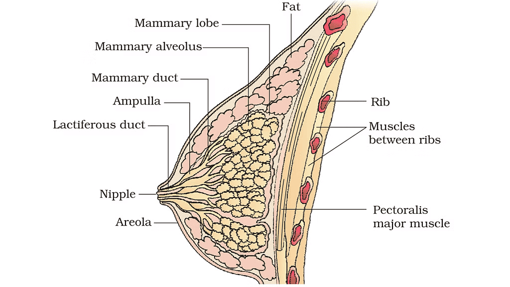 Human Reproduction Chapter Notes | Biology Class 12 - NEET