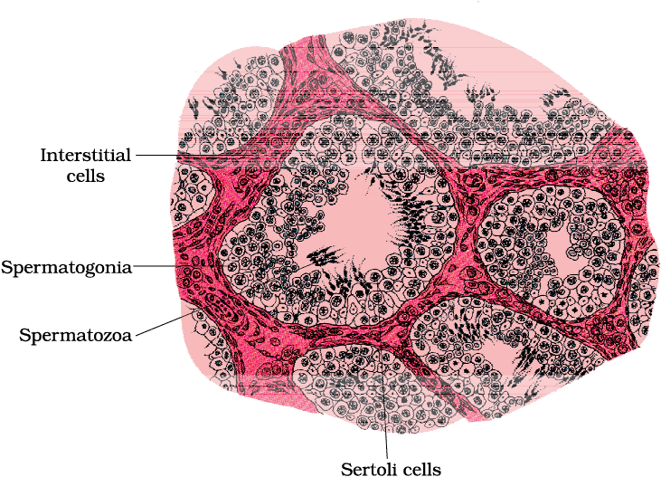 Human Reproduction Chapter Notes | Biology Class 12 - NEET