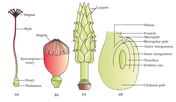 (a) A dissected flower of Hibiscus showing pistil (other floral parts have been removed); (b) Multicarpellary, syncarpous pistil of Papaver ; (c) A multicarpellary, apocarpous gynoecium of Michelia; (d) A diagrammatic view of a typical anatropous ovule