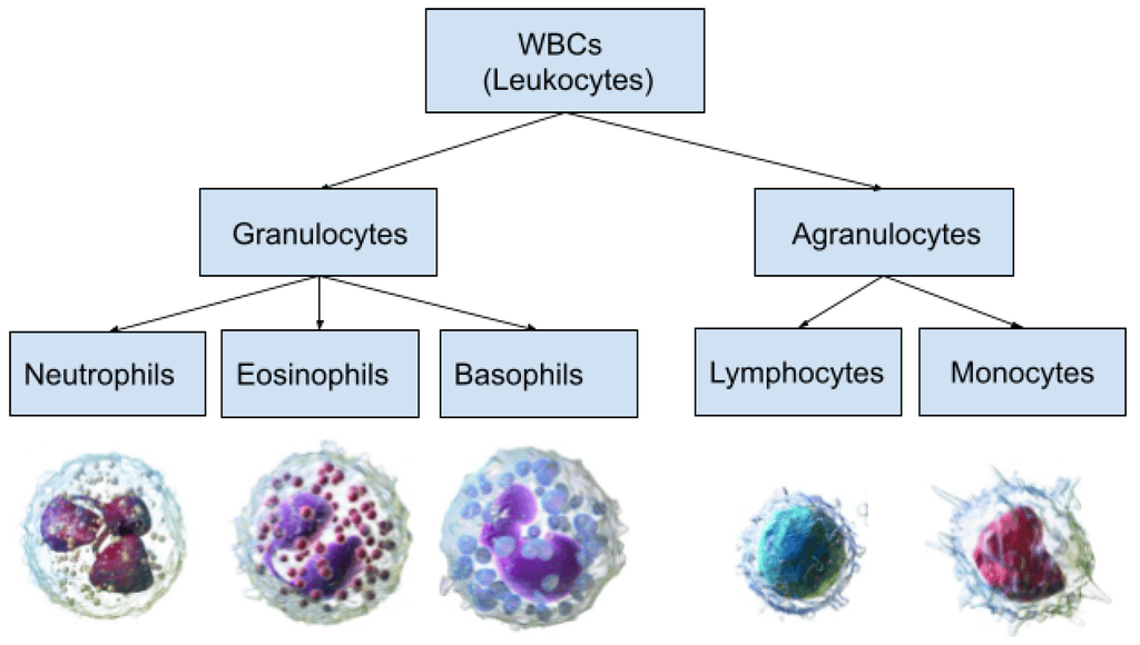 Types of WBCs