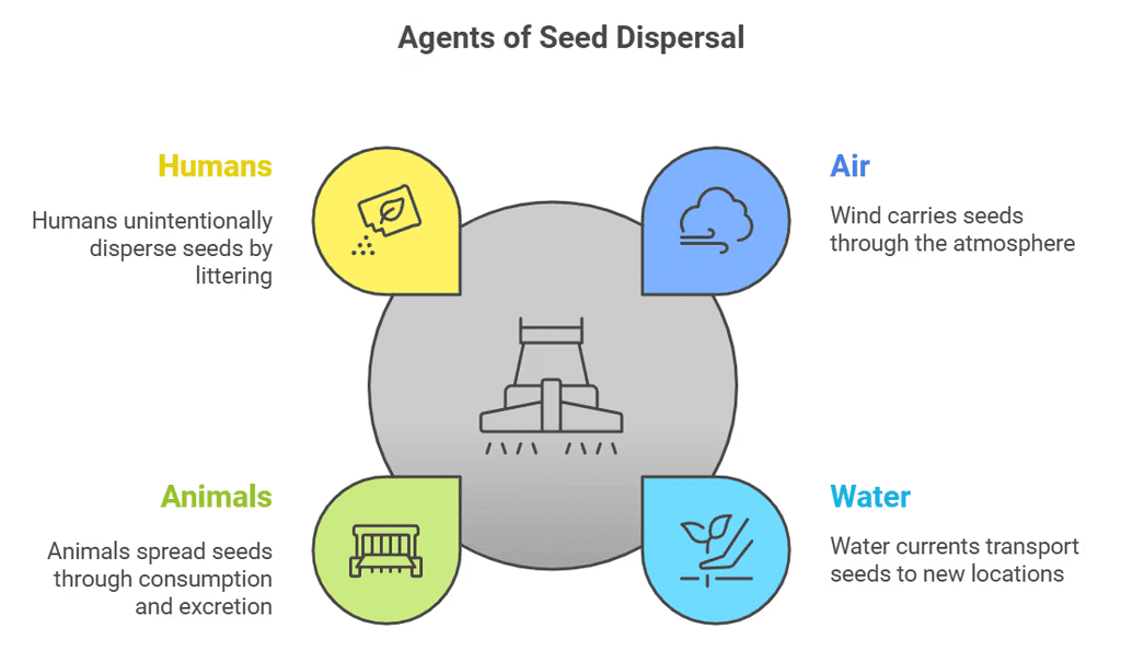 How does a Plant Grow from the Seed? | Science Class 5
