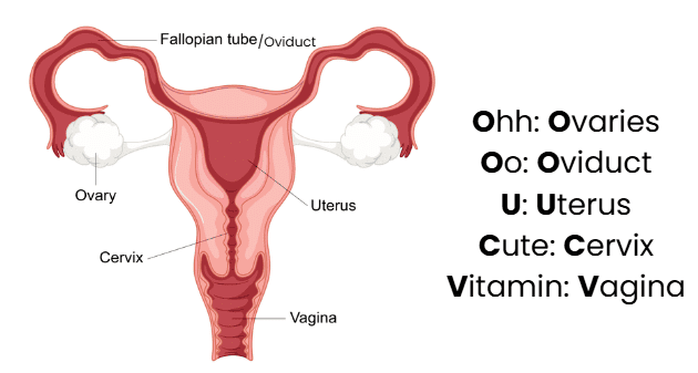 Mnemonics: Human Reproduction | Biology Class 12 - NEET
