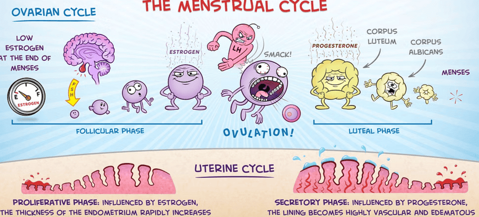Mnemonics: Human Reproduction | Biology Class 12 - NEET
