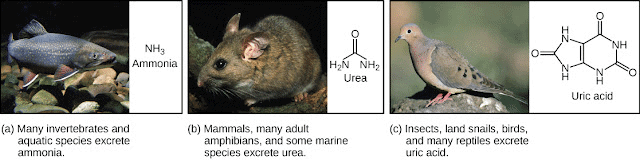 Excretion in Animals & Human Excretory System | Biology Class 11 - NEET