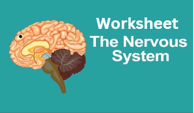 Class 5 Science - Nervous System - CBSE Worksheets - 1