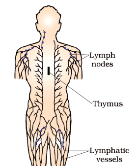 Human Health and Diseases Chapter Notes | Biology Class 12 - NEET