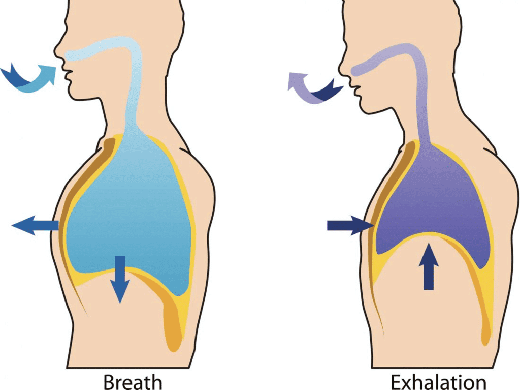 Respiratory Organs & Human Respiratory System | Biology Class 11 - NEET