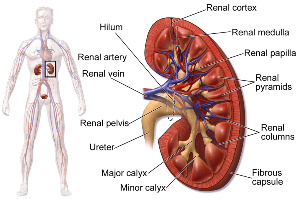 Mnemonics: Excretory Products & their Elimination | Biology Class 11 - NEET