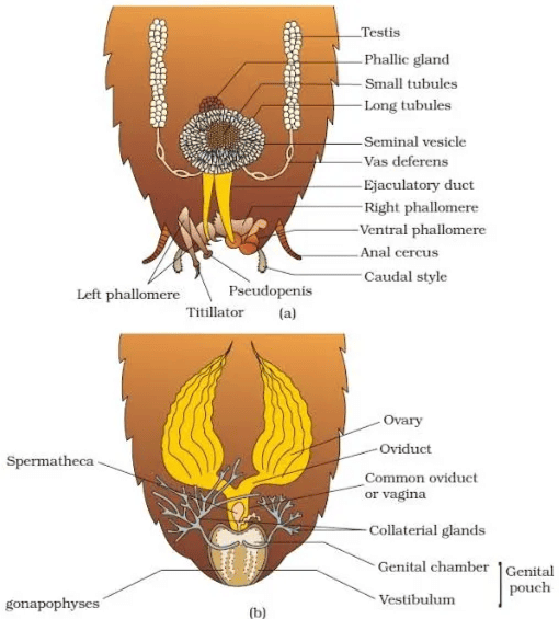 Reproductive system of cockroach : (a) male (b) female