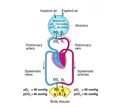 Important Diagrams: Breathing and Exchange of gases | Biology Class 11 - NEET