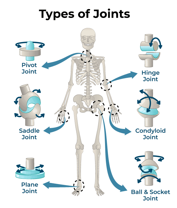Revision Notes, Fundamentals of Anatomy and Physiology, Physical Education | Physical Education Class 11 (XI) - CBSE and NCERT Curriculum