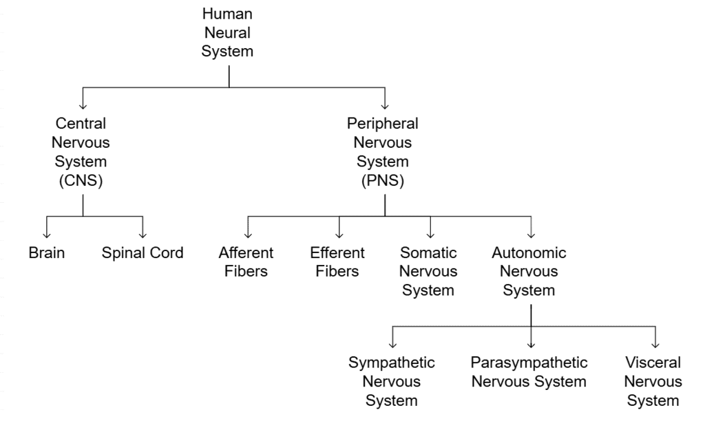 Human Neural System | Biology Class 11 - NEET