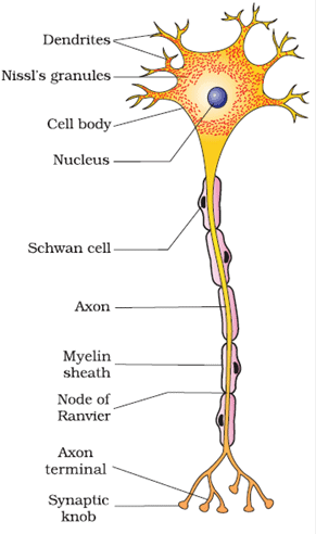 Structure of Neuron