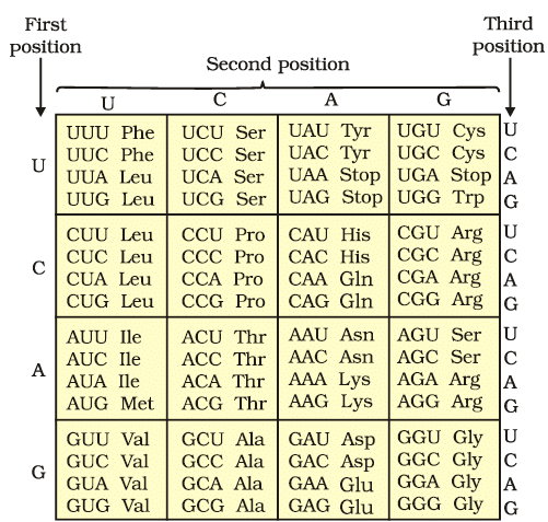 The codons for the various amino acids