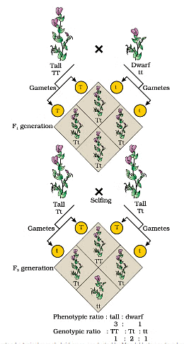 A Punnett square used to understand a typical monohybrid cross conducted by Mendel between true-breeding tall plants and true-breeding dwarf plants