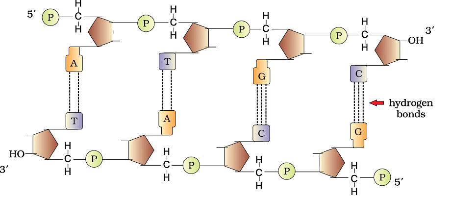 Molecular Basis of Inheritance Chapter Notes | Biology Class 12 - NEET