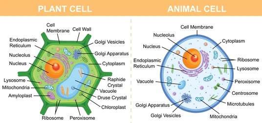 Unit Test(Solutions): The Fundamental Unit of Life | Science Class 9