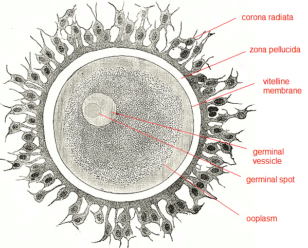 Human Reproduction Chapter Notes | Biology Class 12 - NEET