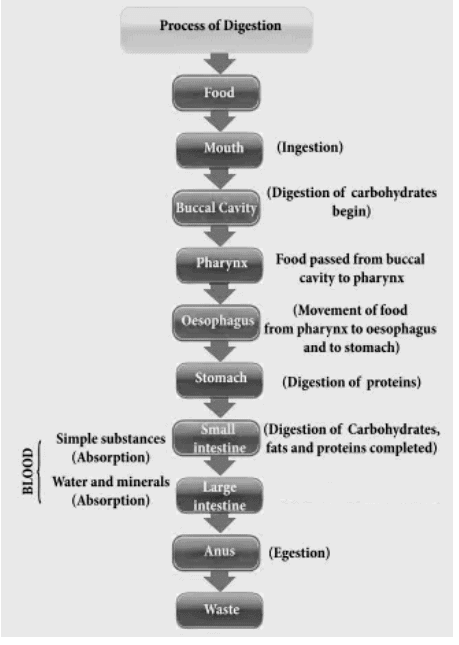 Flowchart of Digestion in Humans